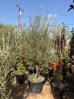 Olive trees 25 gal