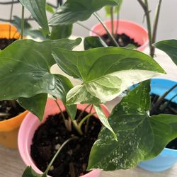 Plants For Sale 10 Each 