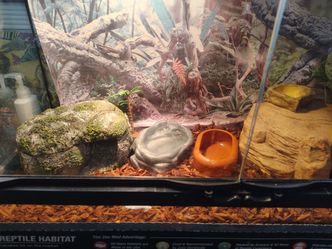 Reptile Tank