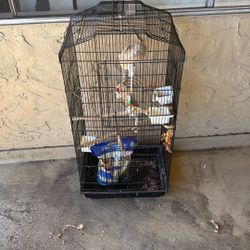Bird Cage