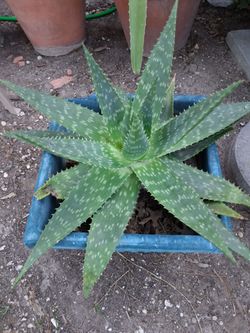 LARGE ALOE VERA PLANT IN square pot