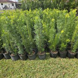 Podocarpus About 4 Feet Tall Instant Privacy Hedge