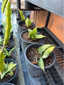 Snake Plant in 1 Gallon