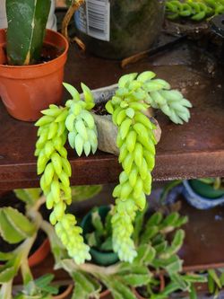 Succulent
