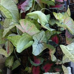 PLANTS (CALADIUMS 