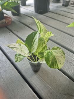 Starter size Diamond Potho's plant