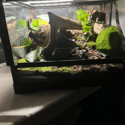 16x16x12 Bioactive Nat Geo Terrarium