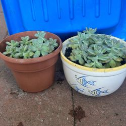 Mother Of Pearl Succulent Plant