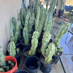 Totem pole cactus  🌵