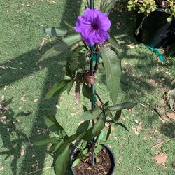 petunia mexicana 