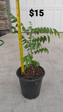 Organic curry leaf plants