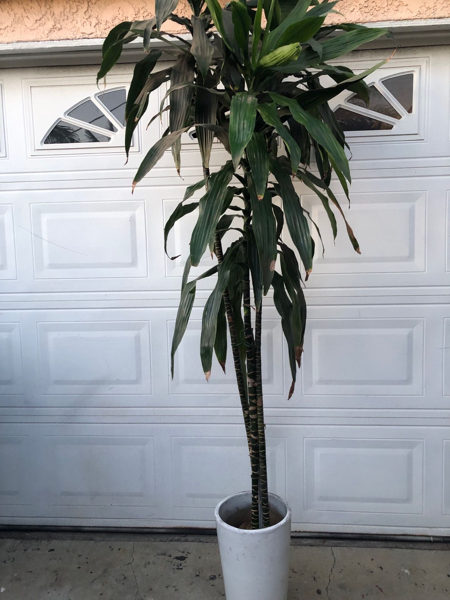 DRACAENA PLANT FULLY ROOTED IN CERAMIC POT SIZE 8FT TALL ASKING 75 FIRM CASH ONLY AVAILABLE