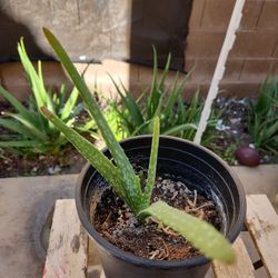 Aloe Vera Plants