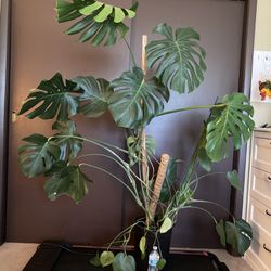Monstera plant 