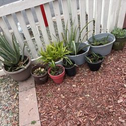Aloe Vera Plants