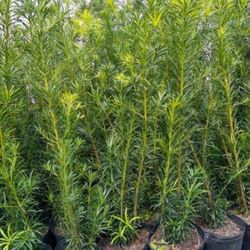 Huge 6 To 7 Feet Tall Instant Privacy Hedge For Fence