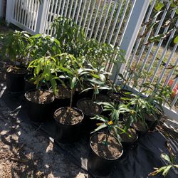Dwarf MANGO TREES (Multiple Varieties)