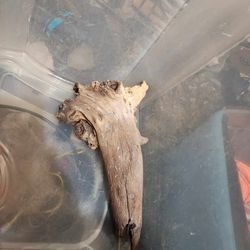 2 PC Of Driftwood For Reptiles