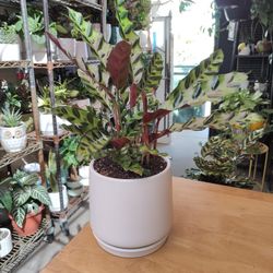 Indoor Plants