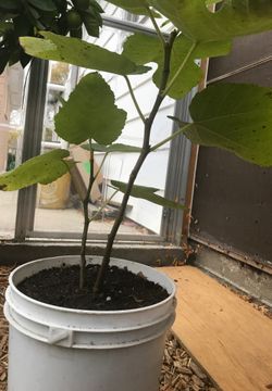 Fig plant/tree