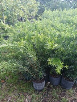 Podocarpus Sale! 3gl 3ft 🌱$8