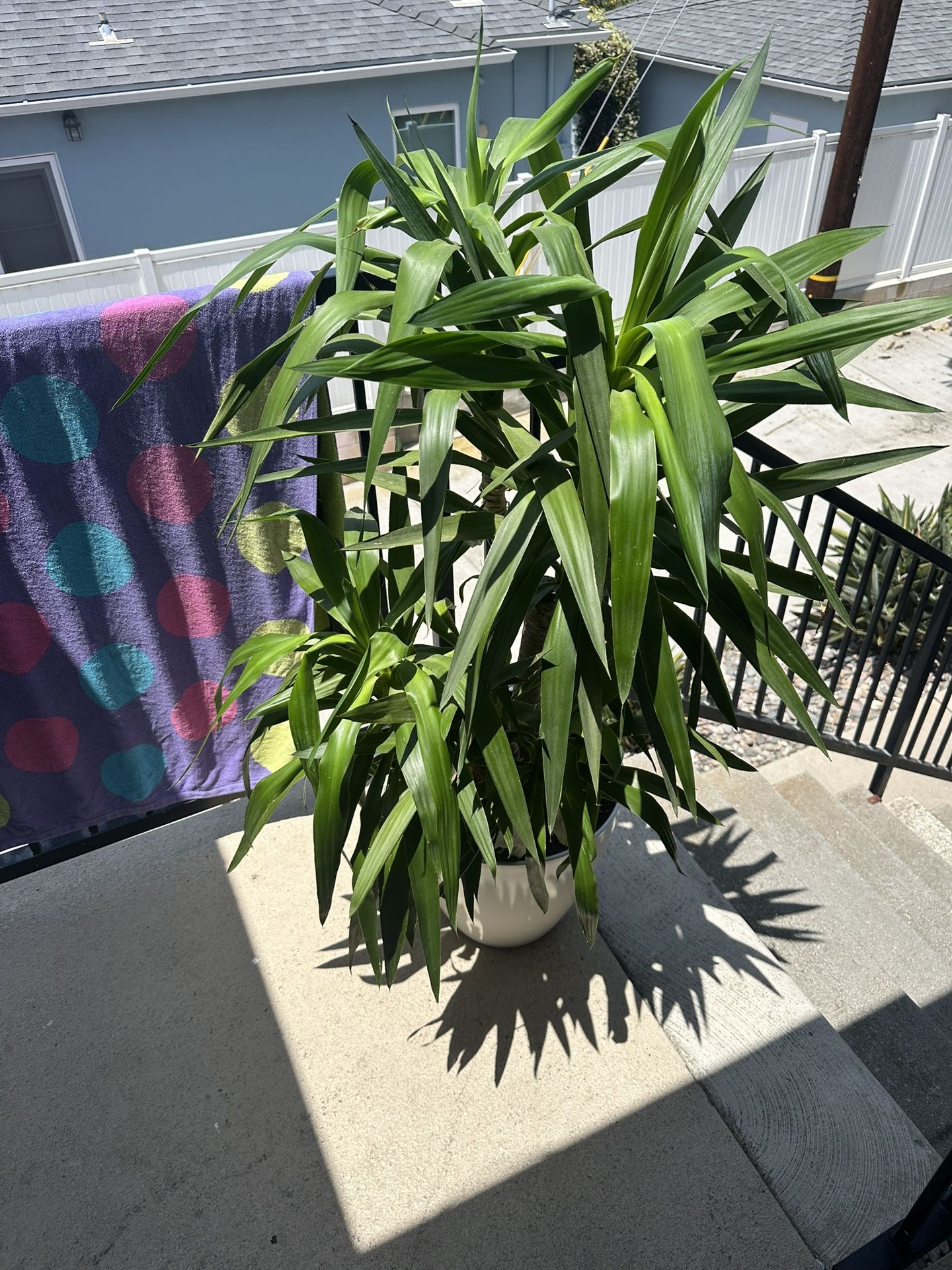 House Plant
