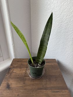10” Snake Plant 