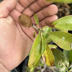 Alano Sapodilla Trees