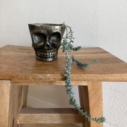 Succulent plant + gold metal skull pot