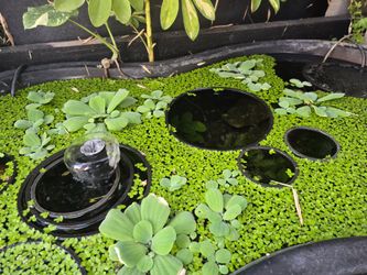 Giant Duckweed
