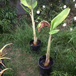 $20 banana plant -good fruit tree