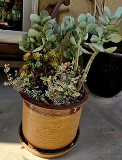 Ceramic Pots With Succulents