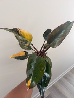 Multiple plants for Sale! Willing to negotiate