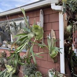 Twin Pair Of Gorgeous Staghorn Ferns