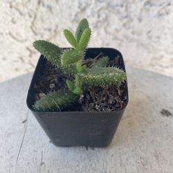 2 Inch Pot Succulent Plant - Delosperma Echinatum - Pickle Plant - Rooted & Established - Drought Resistant 🪴 Perfect Baby & Wedding Shower Favors  