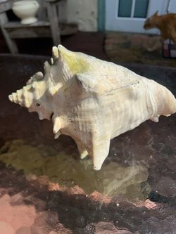 Large Natural Conch Seashell