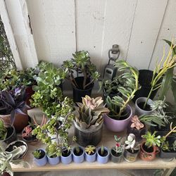 🌵🪴PLANTS FOR SALE! OVER 30 PLANTS 🌱🪻