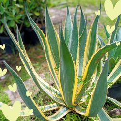 Variegated Agave Plant