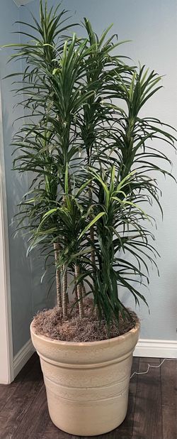 Artificial tree 8’ tall with ceramic pot