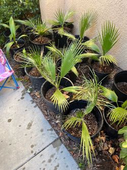 5 gallon palm trees $20 each