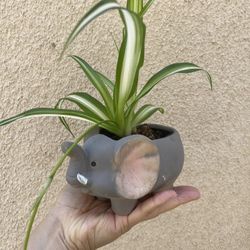 Beautiful Variegated Spider Plant With Cute Pot