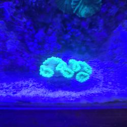 Candy cane coral fake decoration