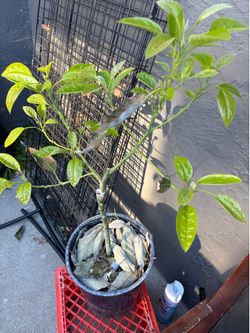Hass avocado tree
