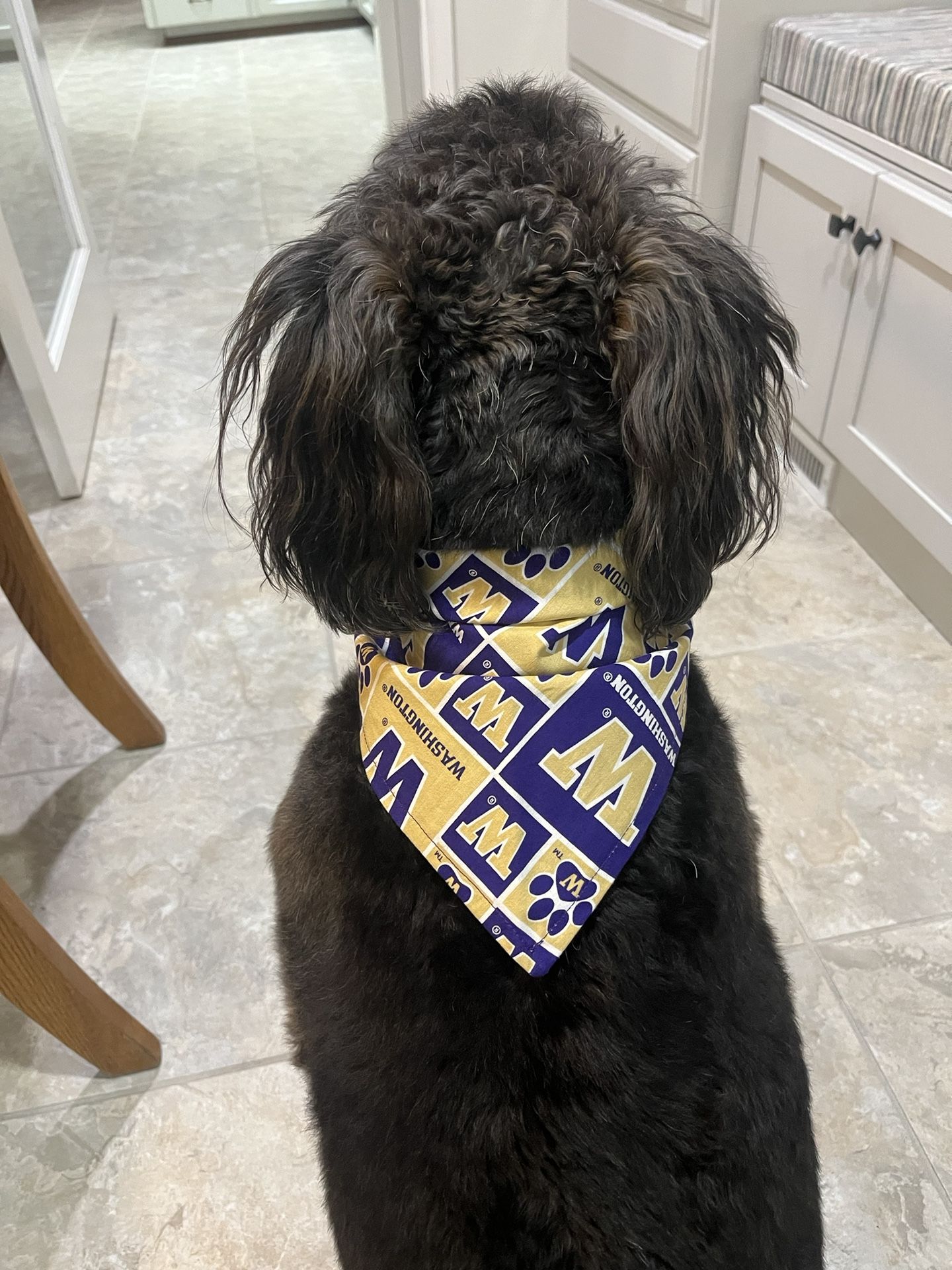 Seahawk and U of W Bandanas