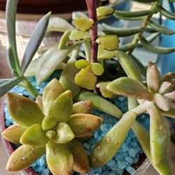 Succulent Arrangement In Beautiful Pot
