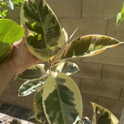 Variegated Rubber Tree 