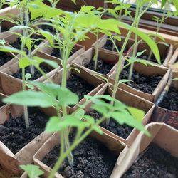 Tomatoes Plants: Ox Heart, Black Krim, Red Cherry, Organic, No GMO, 1 Plant- $3