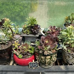Lots Of Beautifully Potted Succulents