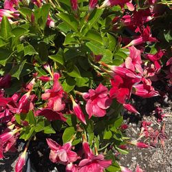 Flowering Perennials 🦋