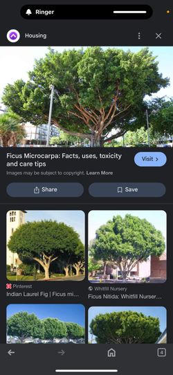  Ficus microcarpa Plant